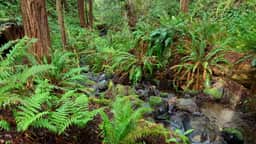 Raven Ridge Retreat - Redwoods, Hot Tub & Firepit! - Image 3